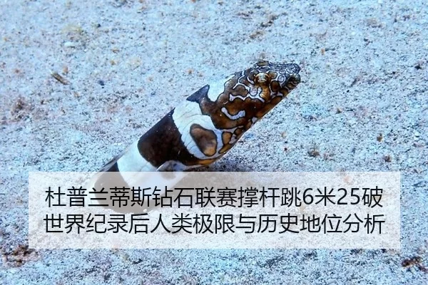 du-pu-lan-di-si-zuan-shi-lian-sai-cheng-gan-tiao-mi-po-shi-jie-ji-lu-hou-ren-lei-ji-xian-yu-li-shi-di-wei-fen-xi-3-621.jpg
